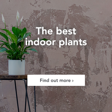 Best indoor plants